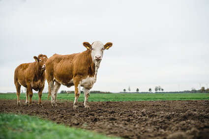 Hofwerte Sander Diepholz