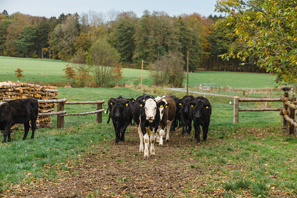 Hofwerte Ohnmaescher Bad Essen